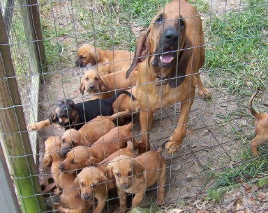 liver and tan bloodhound puppies for sale